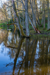 Obraz premium beautiful summer day at the lake, tree reflections in blue water
