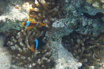 clown fish in coral reef