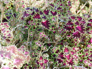 Obraz premium flowers in the garden