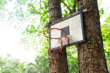 Basketball hoop on the trees