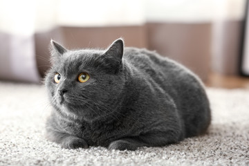 Cute British shorthair cat lying on carpet