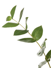 Branch of tropical plant on white background