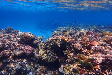 Obraz na płótnie Canvas coral reef in egypt
