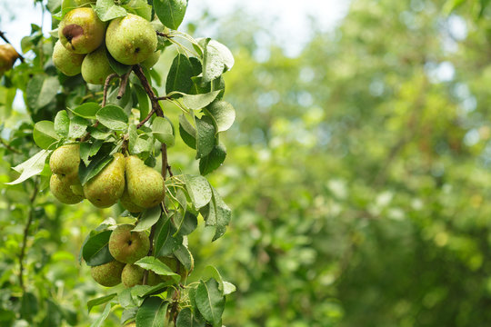 Pear Fruit On The Tree In The Fruit Garden