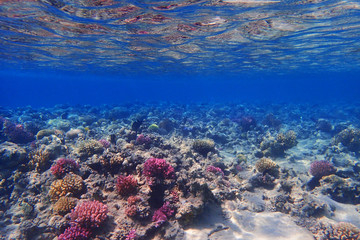 coral reef in egypt