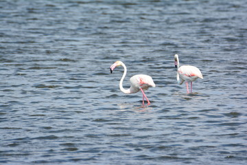 Bir Çift Flamingo