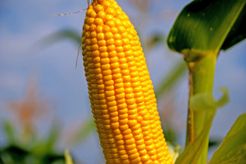 Sweet corn from Thailand, sweet corn, Sweet corn from Thailand country