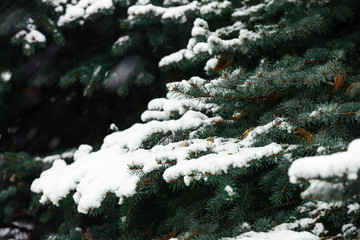 Snowy fir tree outdoors, closeup