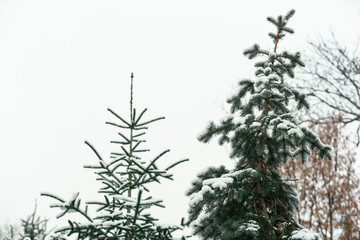 Snowy fir trees outdoors