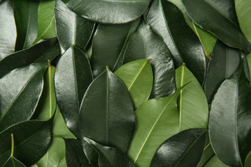 Fototapeta na wymiar Many tropical leaves as background