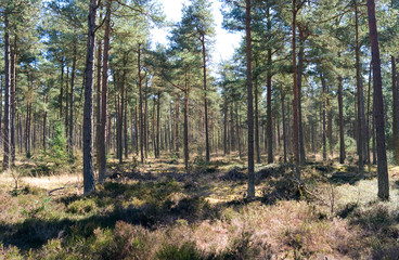 Obraz premium Laesoe / Denmark: Coniferous trees in the nature reserve Laesoe Klintplantage on a sunny day at the end of April