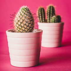 Kaktus im Topf mit pinkfarbenen Hintergrund
