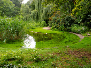 pond covered with green algae, grass in a circle