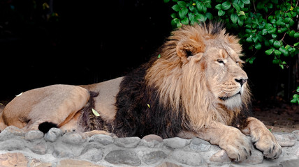 Asian lion male. Latin name - Panthera leo persica