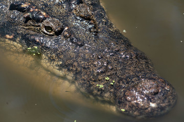 crocodile