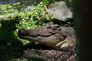 crocodile