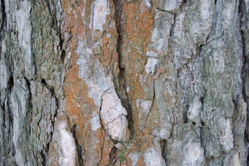 Wood texture. Background pine bark