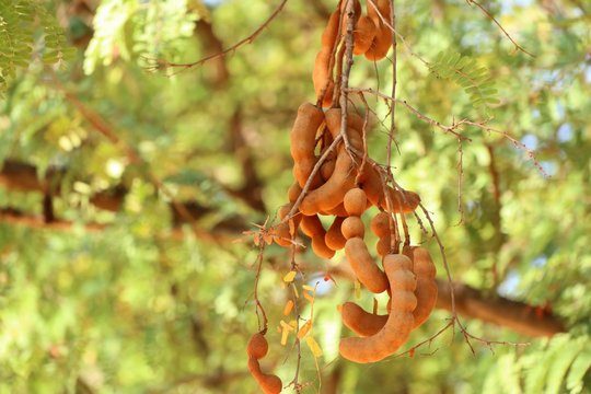 tamarind tree in tropical