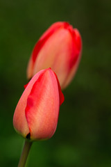 Tulpen 