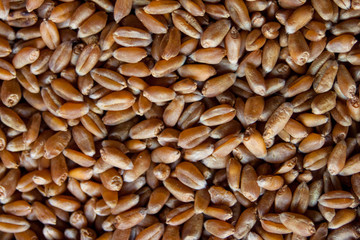 cereal crops in bulk