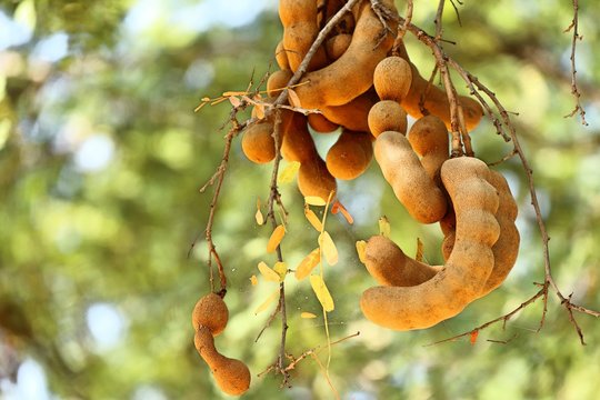 tamarind tree in tropical