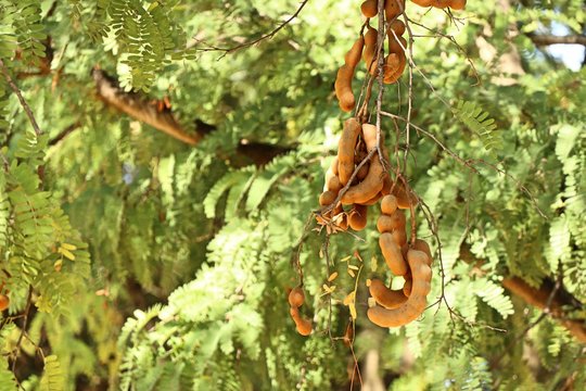 tamarind tree in tropical
