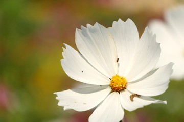 Cosmos flower in tropical