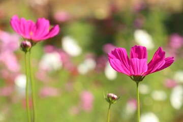 Cosmos flower in tropical