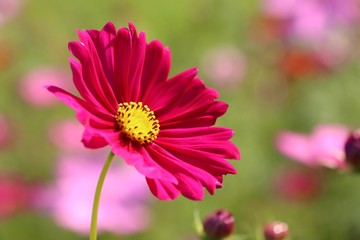 Obraz premium Cosmos flower in tropical
