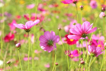 Fototapeta premium Cosmos flower in tropical