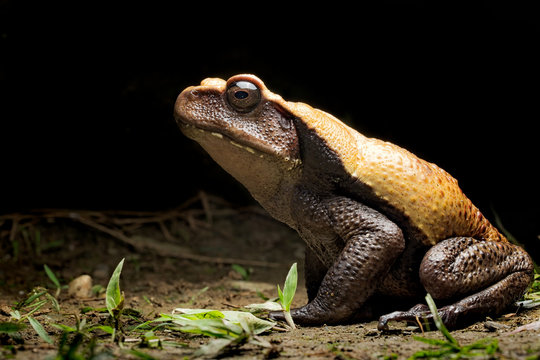big tropical rain forest toad, Rhaebo blombergi from the tropical jungle of Colombia. An endangered species in need of nature conservation.