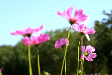 Cosmos flower in tropical