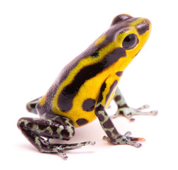 Poison dart frog, an amphibain with vibrant yelllow. Tropical poisonous rain forest animal, Oophaga...