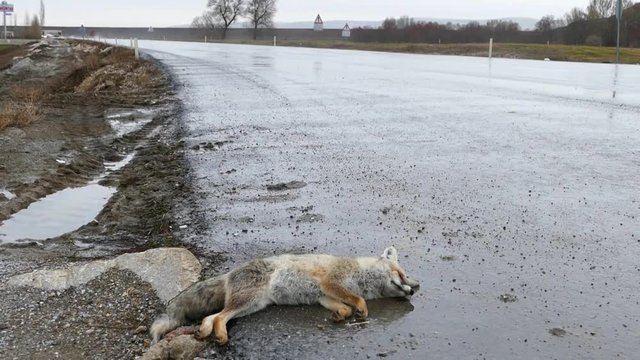 animal slaughter, the car hit a fox, people kill animals, cars on the main road are hurting animals, killing them,