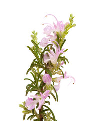 small twig of rosemary