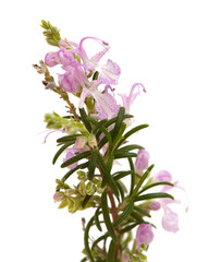 small twig of rosemary