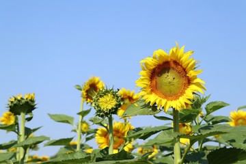 Sunflower field in tropical