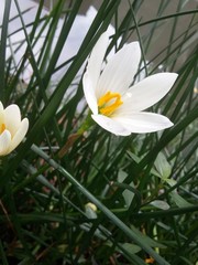 the beauty of white flower in the garden