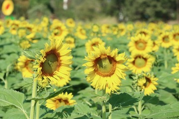 Sunflower field in tropical