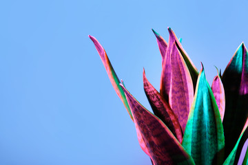 Sansevieria plant on color background
