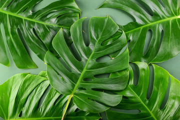 Green tropical leaves as background