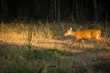 A barking deer closeup walking in forest of central india at bandhavgarh tiger reserve, india