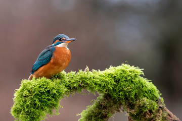 Juvenile Female Kingfisher