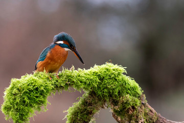 Juvenile Female Kingfisher