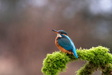 Juvenile Female Kingfisher