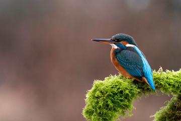 Juvenile Female Kingfisher