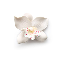 Beautiful orchid flower on white background