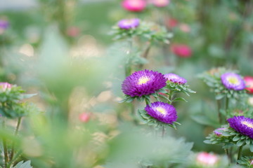 close up flower in nature