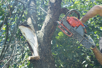 Man in gloves cutting tree with a chainsaw in a garden
