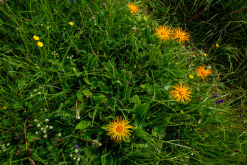 цветы горы Шаджатмаз